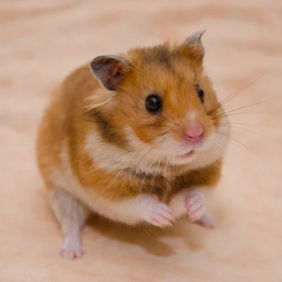 Hamsterit